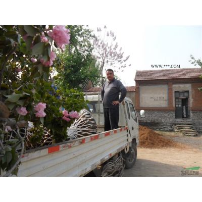 泰安本昌櫻花苗木基地供應(yīng)1-20公分櫻花，海棠，榆葉梅，紫薇