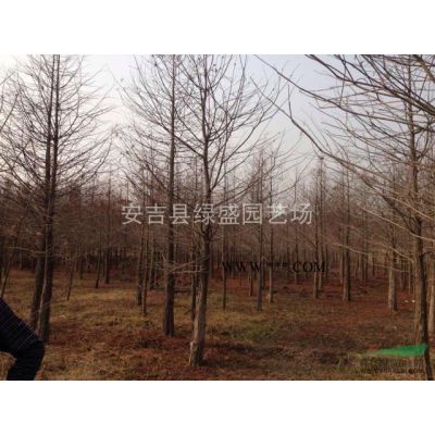 櫸樹、馬褂木
