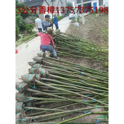 馬褂木(鵝掌楸)