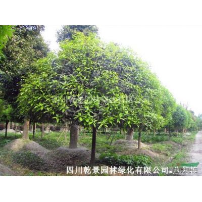 四川乾景園林供應(yīng)紅楓10-12cm