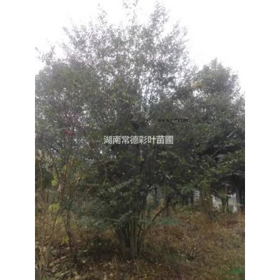 美國紅楓