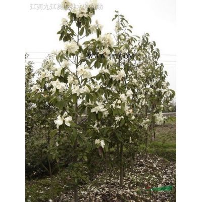 江西紫薇9介紹