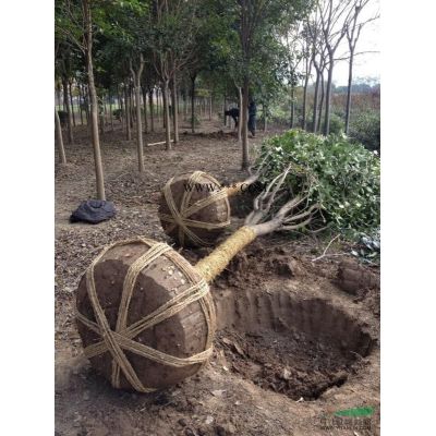 紫薇行情報價\紫薇圖片展示