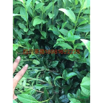 四川紫薇，大紅紫薇，紫薇價格
