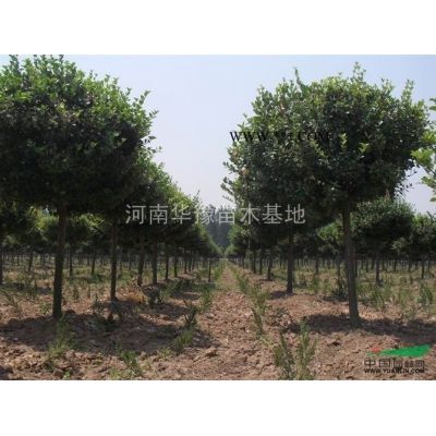 河南欒樹