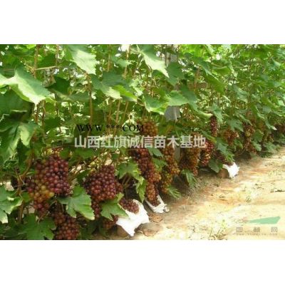 3公分紅葉李.5公分紅葉李.12公分紅葉李價格.8公分紅葉李.紅葉李苗圃