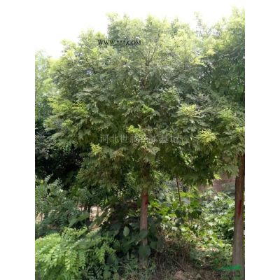 紅葉李8公分*新批發價格