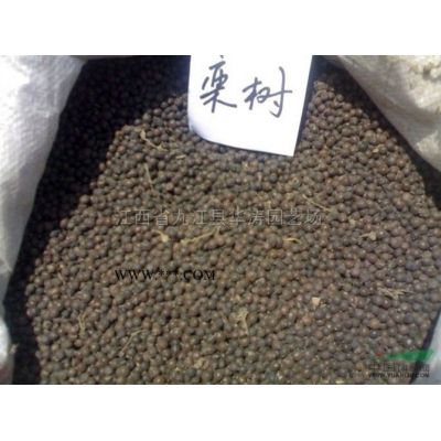 江西欒樹(shù)小苗基地 江西欒樹(shù)小苗報(bào)價(jià) 九江欒樹(shù)小苗便宜