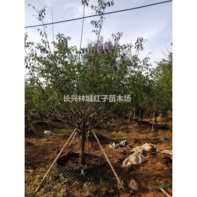 浙江省湖州市提供欒樹10-14公分
