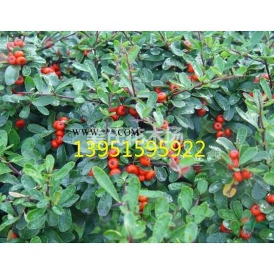 2014年桃樹芽苗毛桃樹芽苗紅葉李小苗紅葉桃芽苗紫葉碧桃芽苗