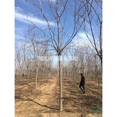 紅葉李小苗價格 50-60公分營養杯紅葉李