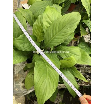 精品烏桕 基地直銷 從生烏桕  櫸樹 紅梅 樸樹 無患子 雞爪槭 規格*