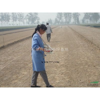 核桃苗 白蠟 欒樹 榆樹 柳樹