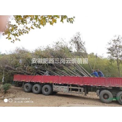 安徽紅櫸  精品紅櫸  合肥櫸樹