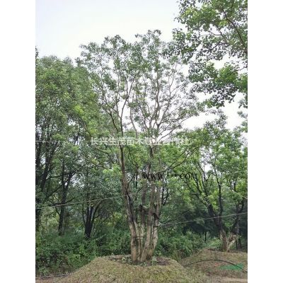 拼種叢生櫸樹