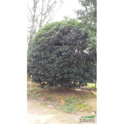 櫸樹