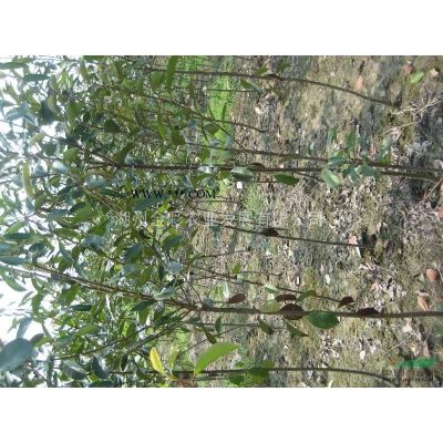 兩年生無(wú)患子苗