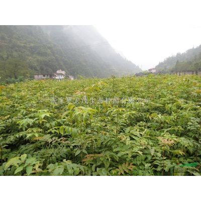 櫸木價格_紅櫸樹_湖南地區哪里有櫸木_櫸木種子價格