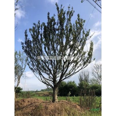 優質特價叢生樸樹 安徽叢生樸樹價格 滁州叢生樸樹產地直銷