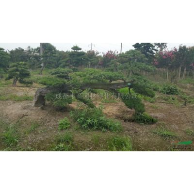 成都地區供應晚櫻 晚櫻花樹 晚櫻花 日本晚櫻 日本櫻花