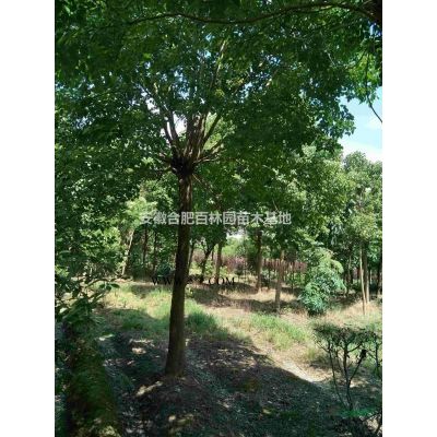 多桿叢生樸樹