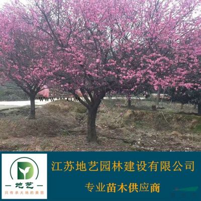 江蘇紅楓價格 中國紅楓價格 地藝苗圃大量供應(yīng)紅楓