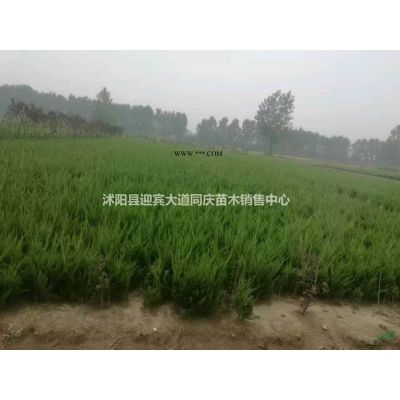 江蘇地區(qū)供應(yīng)，美國(guó)紅楓，黃櫨。