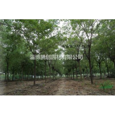 叢生紫薇種植基地火熱直銷-絢麗多彩的夏季觀花樹種