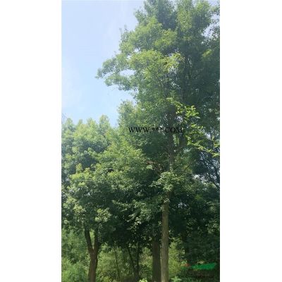 出售 叢生銀杏