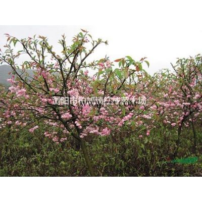 【紅楓價格】【紫薇價格】【香樟價格】【桂花價格】【杜鵑價格】