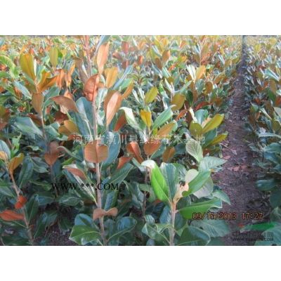 河南紫薇價格，叢生紫薇產地，8公分紫薇價格，紫薇圖片