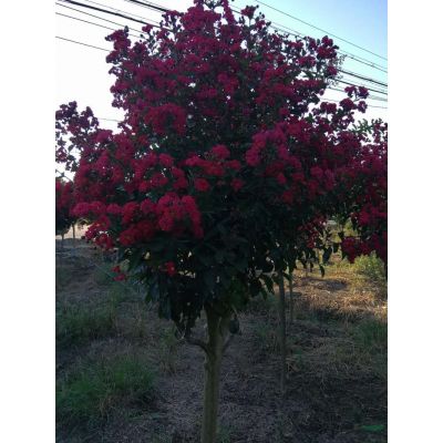 優質苗速生紅花紫薇3-4公分5000棵