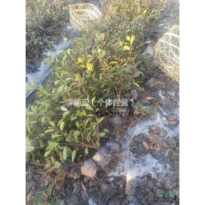 6公分紅楓批發(fā)價格.哪里有6公分紅楓出售.3-6公分紅楓一手