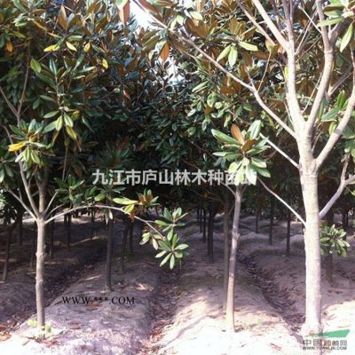 供應馬褂木種子_批發鵝掌楸種子