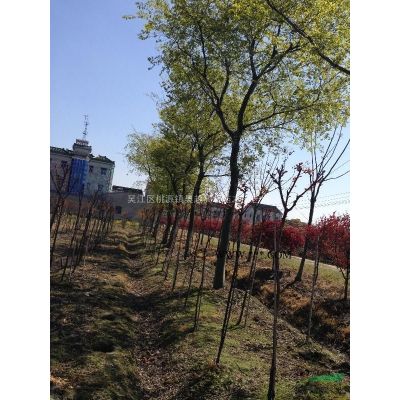 江蘇紅楓1