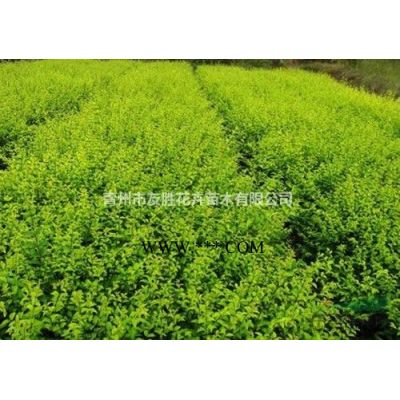 山東青州紫薇基地叢生紫薇獨桿紫薇現貨供應