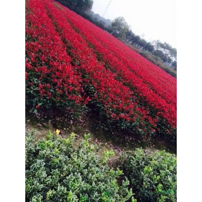 湖南地區(qū)長期供應(yīng)3-5公分紅楓