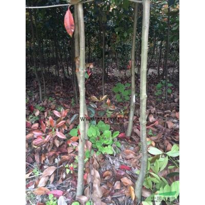 供應(yīng)截桿香樟、供應(yīng)紫薇、冬青苗（球）黃楊苗、黃楊球類(lèi)