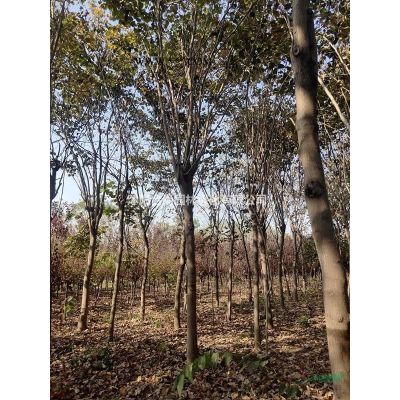 大量供應黃山欒樹 南欒 欒樹小苗多少錢一株 價格表圖片