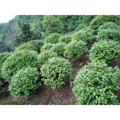 供應(yīng)紫薇，造型紫薇，紫薇價格，哪里紫薇好