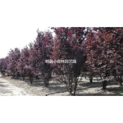 紅葉李，低分枝紅葉李，叢生紅葉李，紫葉李