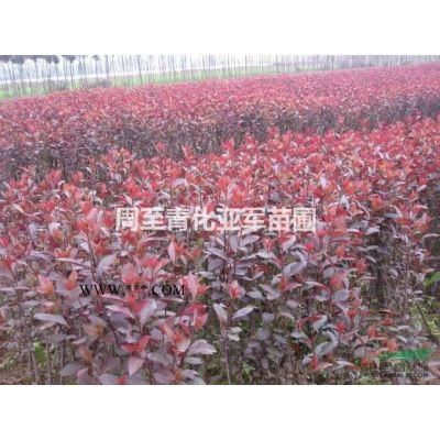 陜西營養缽密枝紅葉李，陜西叢生紅葉李價格