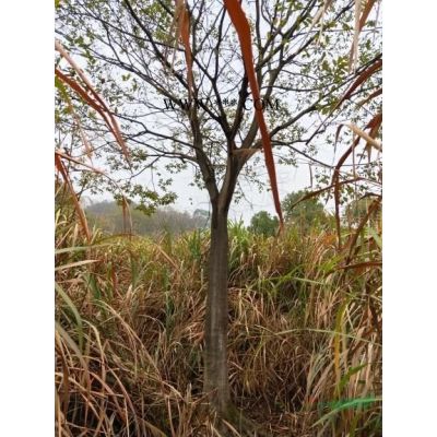 紅楓，雞爪槭，櫸樹，樸樹，厚樸，楠木，紅豆種子