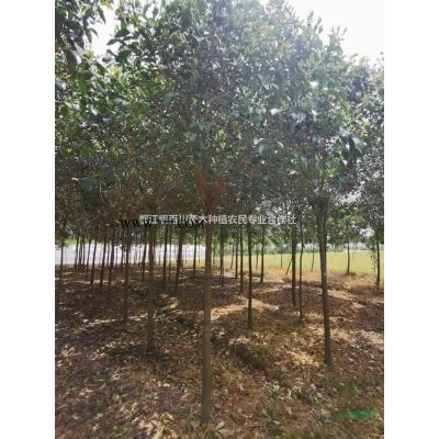 叢生紅櫸價格　紅櫸　紅櫸樹　叢生紅櫸行情　叢生紅櫸產(chǎn)地　成都紅櫸　四川紅櫸樹　叢生紅櫸基地　叢生紅櫸