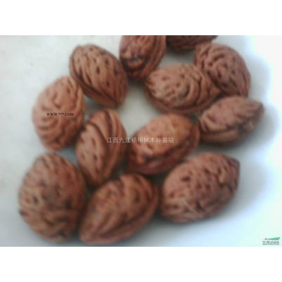 櫸樹小苗 紅櫸樹小苗價格多少錢一棵 櫸樹小苗產地供貨價格