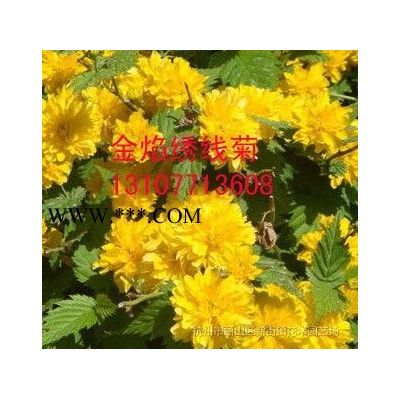 大量供應(yīng)紅櫸_櫸樹苗木