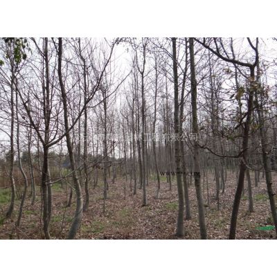 小櫸樹(shù)2-5CM