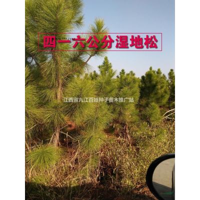 8公分櫻花圖片/8公分櫻花報價