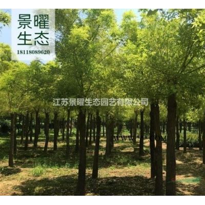 樸樹基地在哪里?哪里便宜?江蘇景曜生態低價/直銷/圖片/價格
