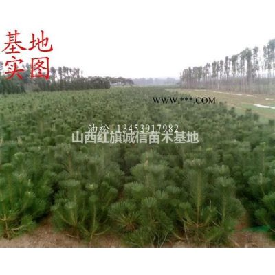 山西運城供應3公分4公分櫻花樹苗價格 5公分6公分櫻花樹哪里多